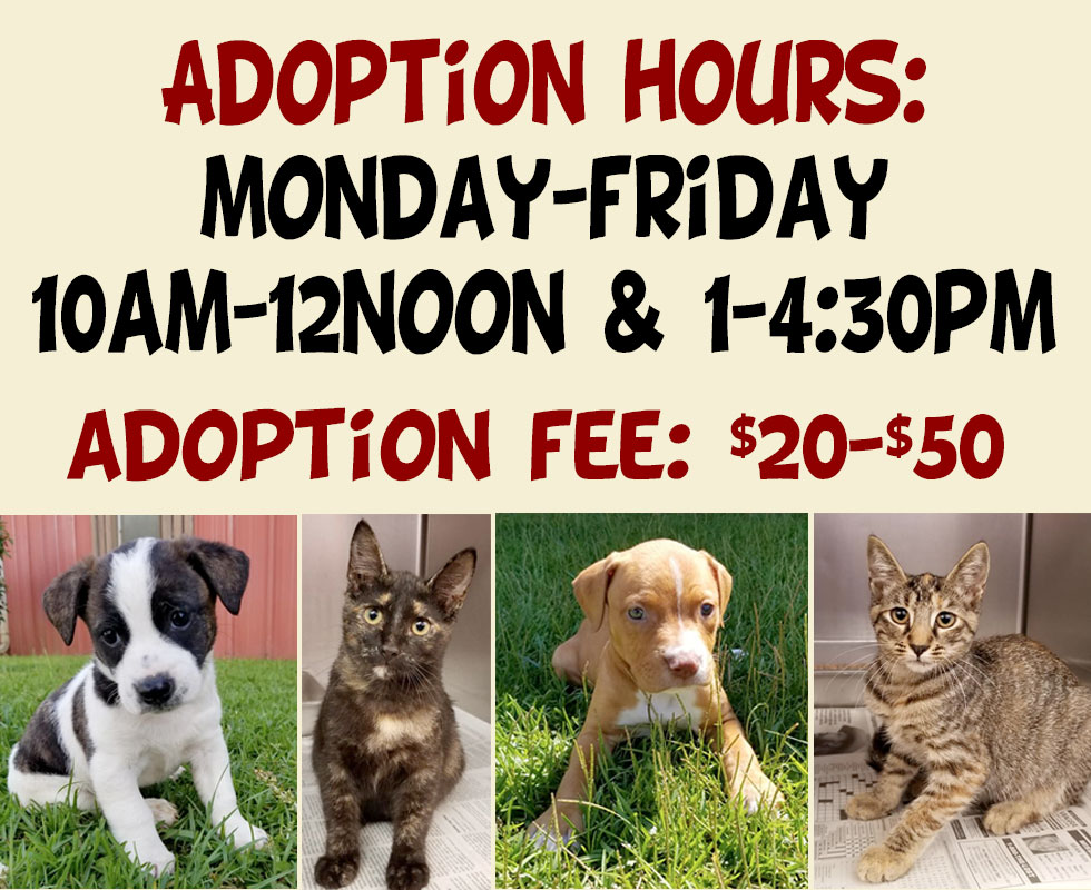 lauderdale county animal shelter